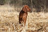 SETTER IRLANDAIS 506